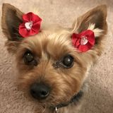 Good Pet Groomer in Davenport. Polite, efficient, and quick responder.