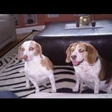 Searching for sitter for my beagles