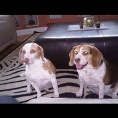 Pet Care Job Malenie V's Profile Picture