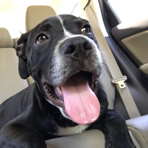 Pet Care Provider Celica C's Profile Picture