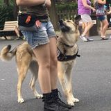 Professional Dog Trainer (in training) looking forward to working with your pets!