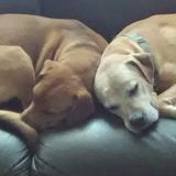 Pet Sitting To Share W Animal Loveing Pre Vet Son. (14) Can Sit Your Home Or Ours. 6ft Chain Link Large Back Yard.