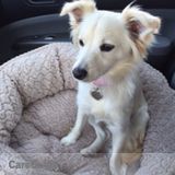 Small dog boarding or housesit
