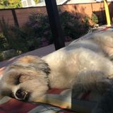 Family owned home boarding facility and pet sitting service in Woodland Hills.