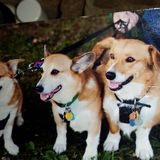 A sitter with over 25 years experience with dogs, rabbits, & guinea pigs who will love your pets like I love my own.