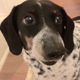 For Hire: Qualified Dog Walker in Brooklyn, New York