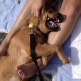 Experienced dog walker and pet sitter and ready to watch your furbabies!