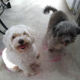 Interested In Torrance Dog Sitter Opportunity