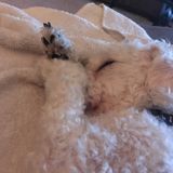 Available: Caring House Sitter in Clinton