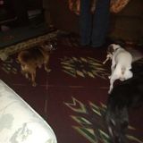 Lecanto Pet Trainer Looking For Job Opportunities