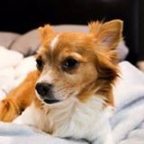 Reliable House Sitter for Hire
