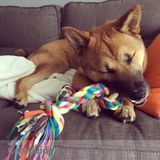 Looking for an experienced, reliable and flexible pet sitter/walker