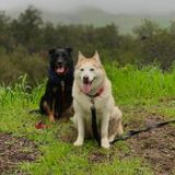 For Hire: Dog Walker/Animal Sitter/Caregiver