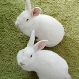 July 27th - August 3rd: morning/evening drop in visits for two cats and two rabbits