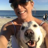Professional pet service company looking for dogs to walk.