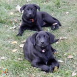 Dog sitter needed