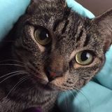 Consistent Cat Sitting Professional