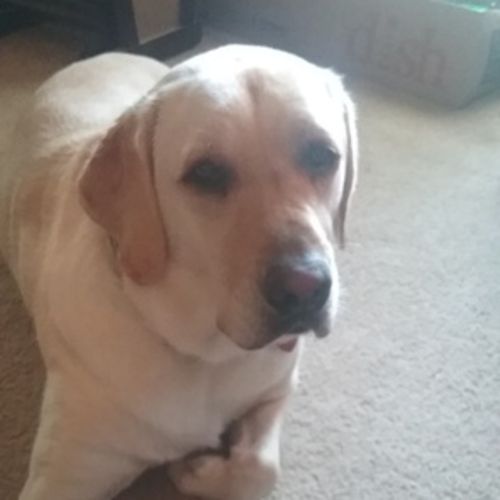 House Sitter Provider Dana F's Profile Picture