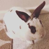 Caring and Responsible Bunny Sitter Available