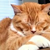 Compassionate, positive, loving former Head Kennel Technician (1)-Petland Canada-Full Resume below