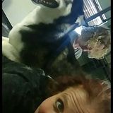 Euless Housesitter Seeking Job Opportunities