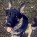 Need a pet-sitter