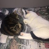 St. Catharines Animal Lover Available