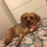 Elmwood Park Dog Walker Searching for Work