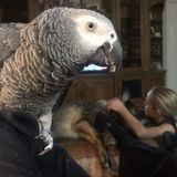 looking to board an African grey parrot and senior German Shepherd Nov 2-11, 2019