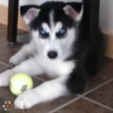Pet Sitter Needed 8/29 9/1