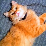 Available: Reliable Pet Care Provider in Manteca