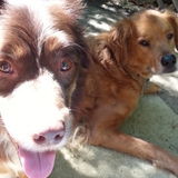 For Hire: Honest Dog Walker in Novato