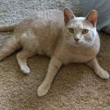 Come take care of my cute cat