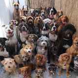 Available: Dedicated Dog Walker in Jacksonville, Florida