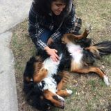 Hardworking Pet Care Provider (Downtown Toronto)