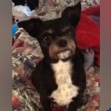 Looking for a Petsitter in the Winston-Salem area (27103) for my two dogs.