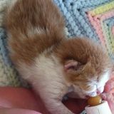 Very reliable pet sitter, would love to care for your pets