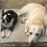Loving Dog Walker in Gilbert Az