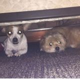 Available: Dog and cat sitting, and fall walking in Amelia, Ohio
