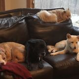 Awesome Pet Sitter Needed in Hamburg