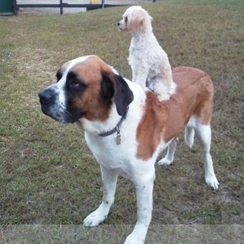 Pet Care Provider Michele Chambers's Profile Picture