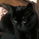 Interested in pet sitting opportunities in Fort Collins, CO