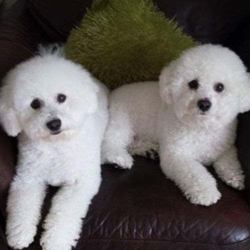 Pet Care Provider Claudia S's Profile Picture