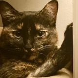 College professor looking for house sitting position for the fall quarter (September) at SCAD.