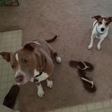 Fur & Feathers Pet Services (Dog Sitting Professional in Richmond Hill, Georgia)