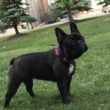 Looking for Bracebridge, Ontario Dog Sitter. French Bulldog puppy-