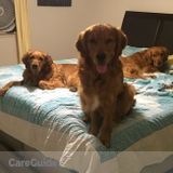 Looking for a pet sitter in our home for four dogs