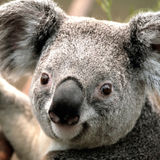 Pilot Point, Texas Petsitter