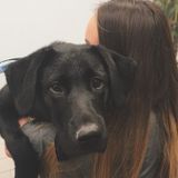 Pet sitter/walker with extensive experience working with animals of all kinds!