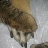 Do you want excellent pet care for your "other" family members when you are not at home? Contact me...